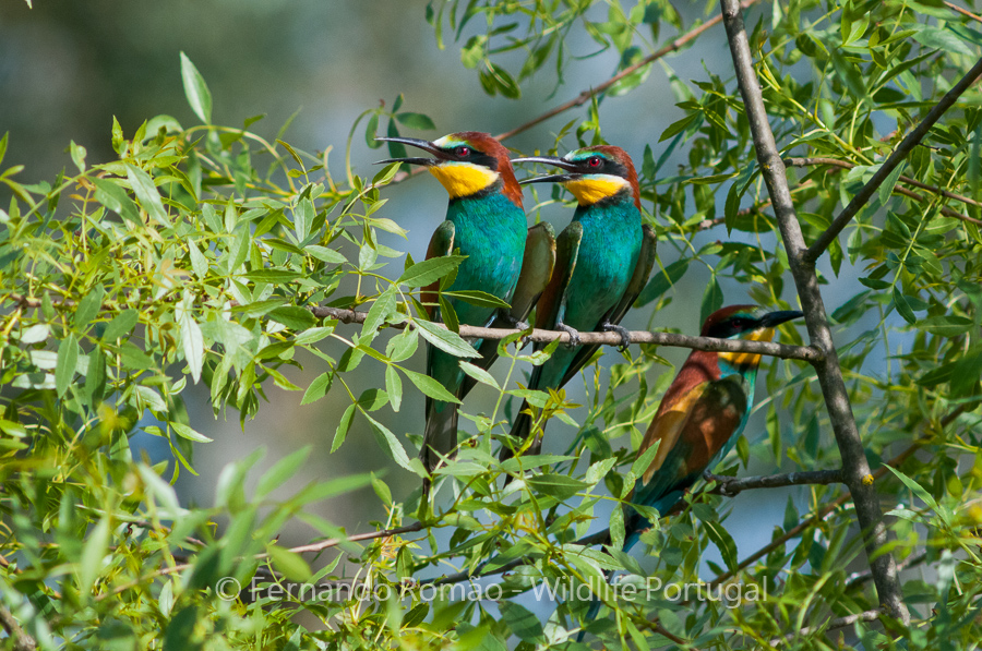 Abelharuco (Merops apiaster)