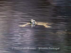 Mediterranean Pond Terrapin (Mauremys leprosa)