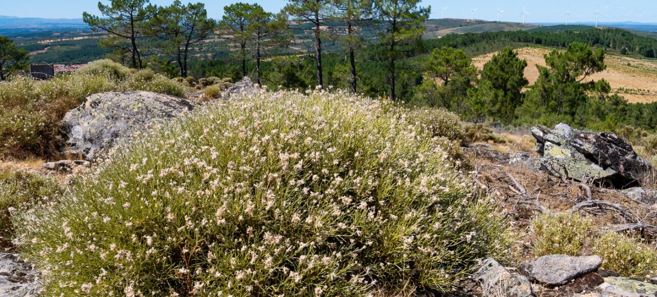 Echinospartum ibericum