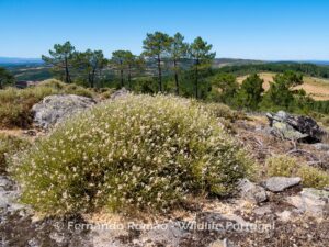 Echinospartum ibericum