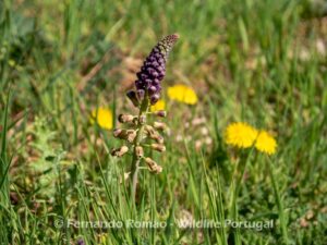 Muscari comosum
