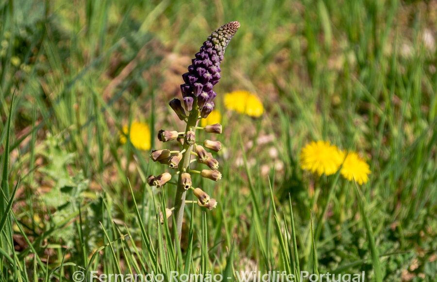 Muscari comosum