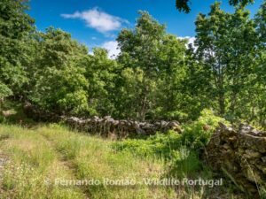 Oak forest at the Greater Coa Valley