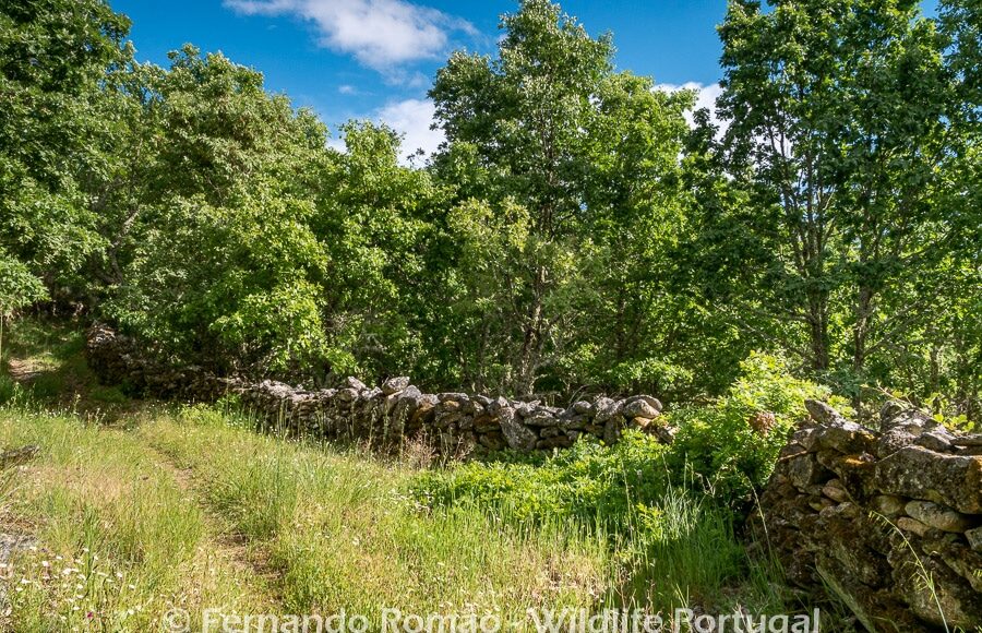 Oak forest at the Greater Coa Valley