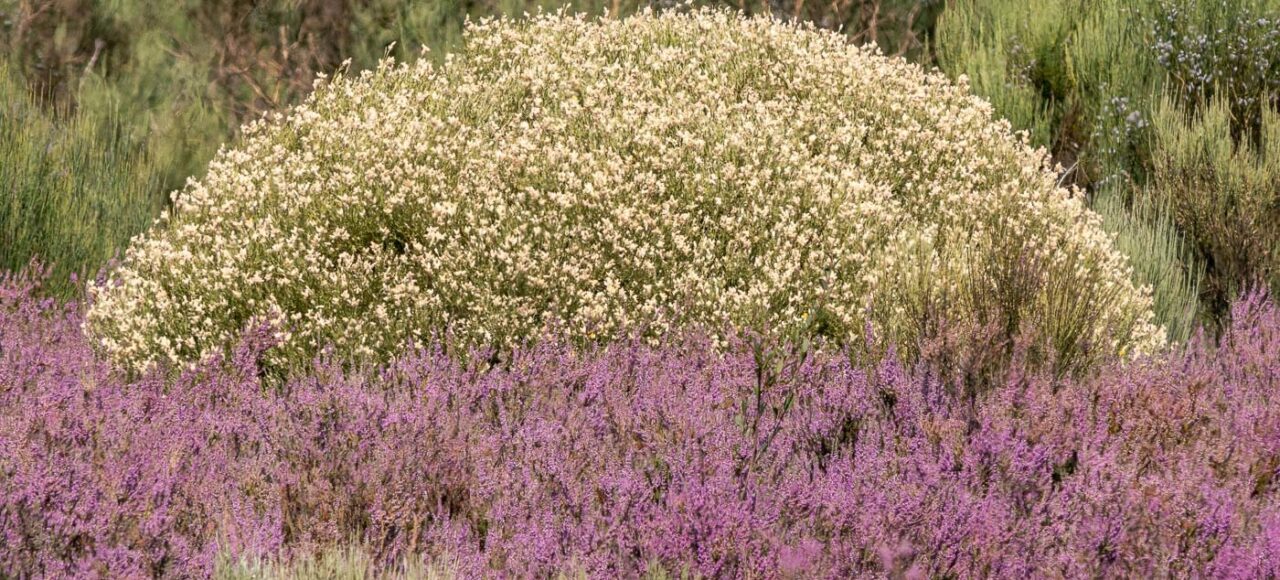 Echinospartum ibericum