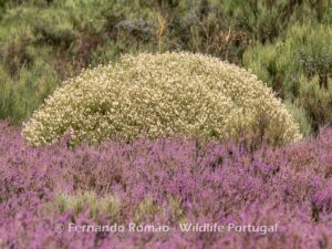 Echinospartum ibericum