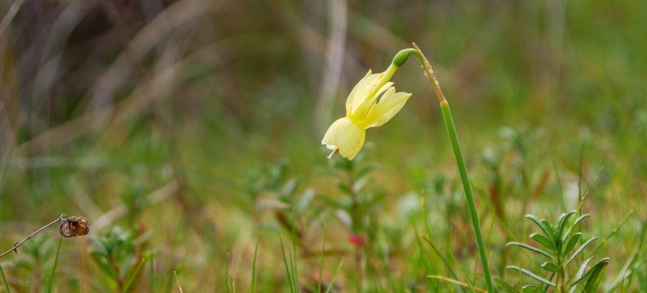 Angel's Tears Daffodil (Narcissus triandrus)