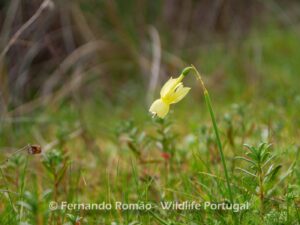 Angel's Tears Daffodil (Narcissus triandrus)