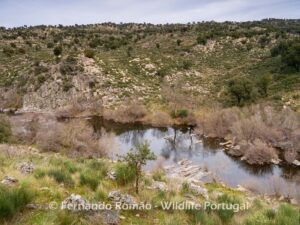 Ermo das Águias Rewilding Area