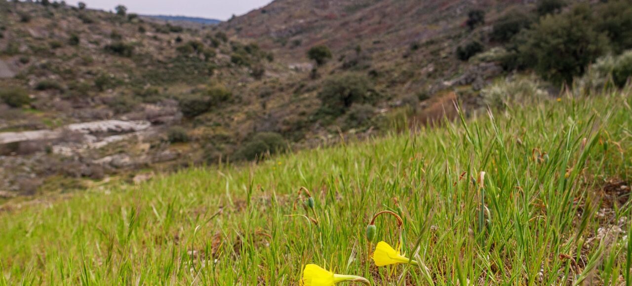 Ermo das Águias Rewilding Area