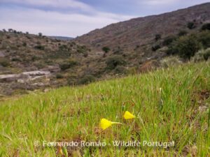 Ermo das Águias Rewilding Area