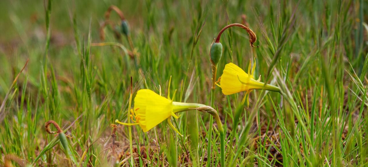 Petticoat Daffodil (Narcissus bulbocodium)