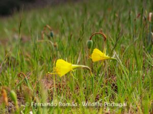 Petticoat Daffodil (Narcissus bulbocodium)