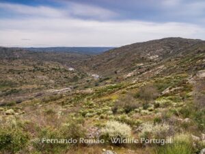 Ermo das Águias Rewilding Area