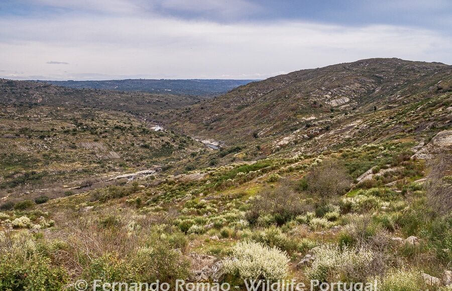 Ermo das Águias Rewilding Area