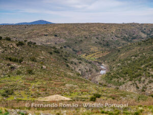 Ermo das Águias Rewilding Area