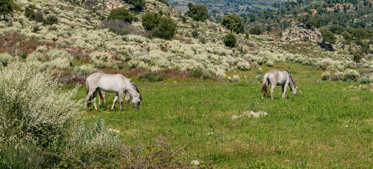 Sorraia horses at Ermo das Águias Rewilding Area