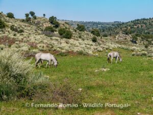 Sorraia horses at Ermo das Águias Rewilding Area