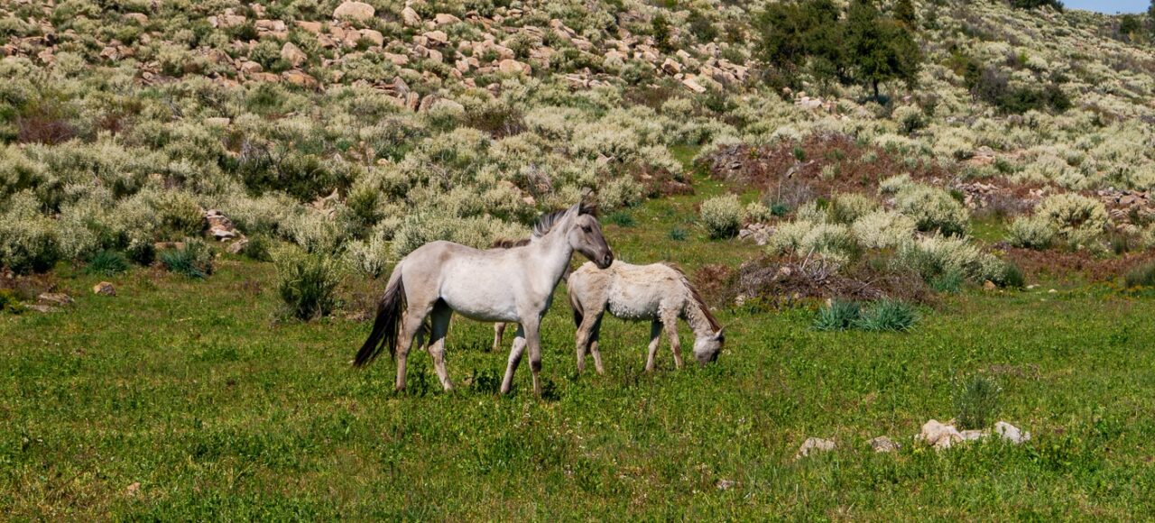 Sorraia horses at Ermo das Águias Rewilding Area