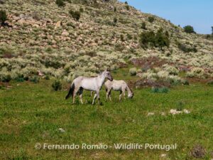 Sorraia horses at Ermo das Águias Rewilding Area