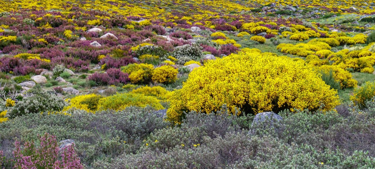 Estrela Mountain Natural Park