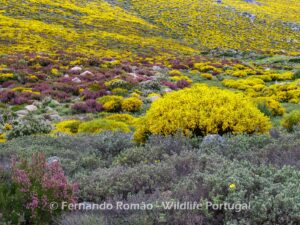 Estrela Mountain Natural Park