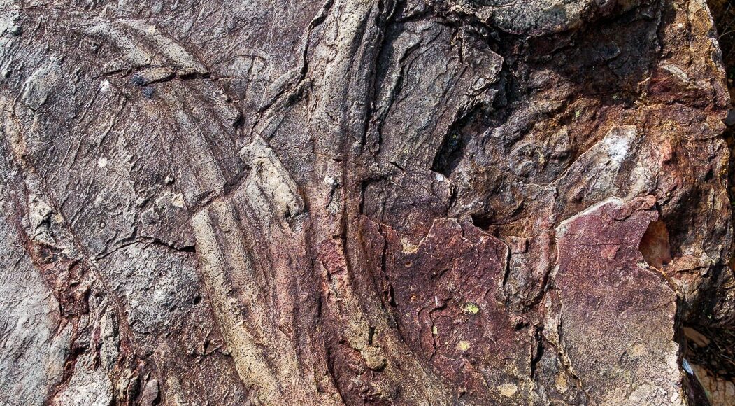 Cruziana ichnofossil. Trilobites trails.