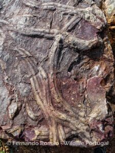 Cruziana ichnofossil. Trilobites trails.