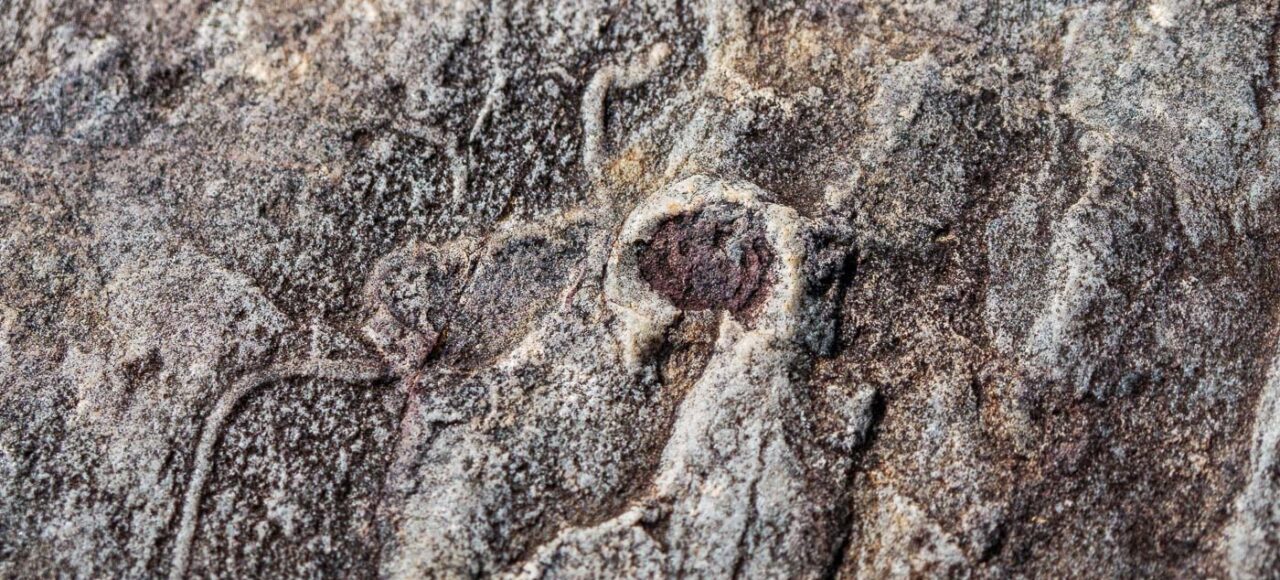 Ichnofossil