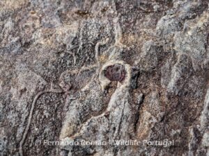 Ichnofossil