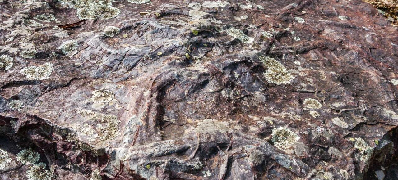 Cruziana ichnofossil. Trilobites trails.