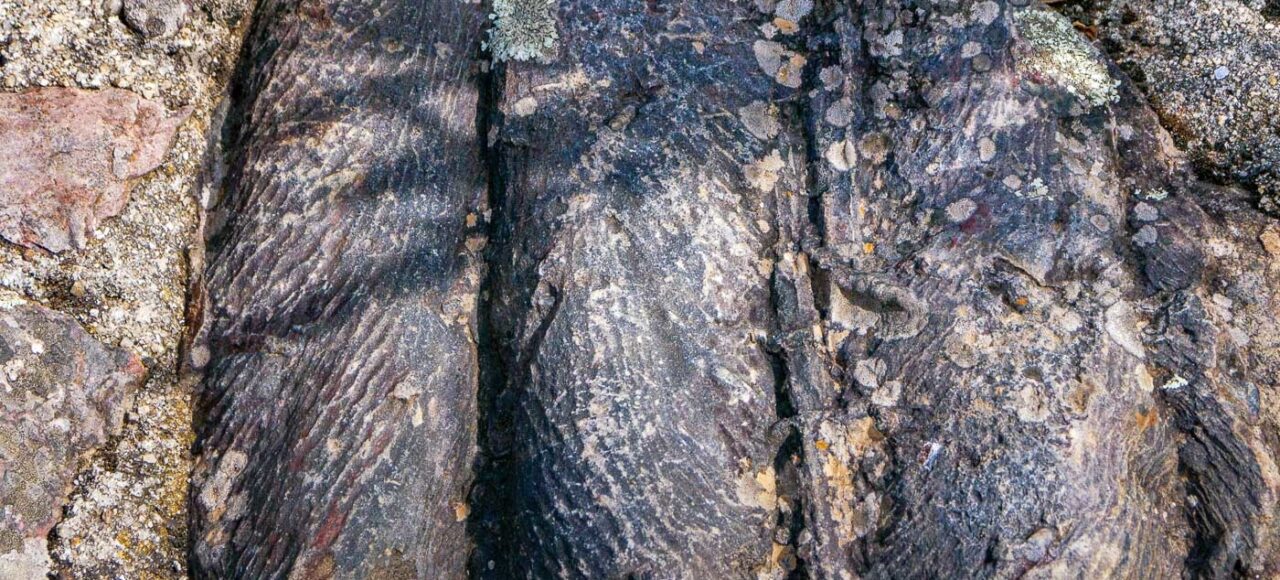 Cruziana ichnofossil. Trilobites trails.