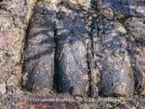 Cruziana ichnofossil. Trilobites trails.