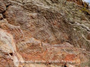 Ichnological Park of Penha Garcia
