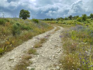Spring  - Ermo das Águias rewilding area