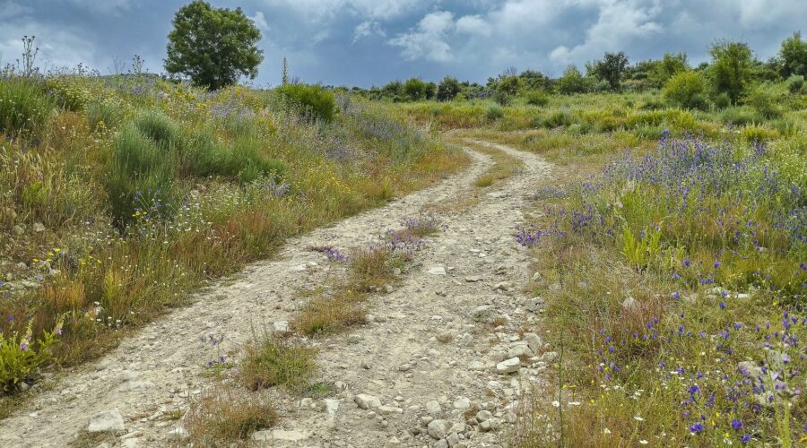Spring  - Ermo das Águias rewilding area
