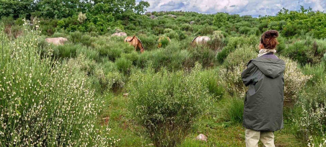 Ermo das Águias rewilding area