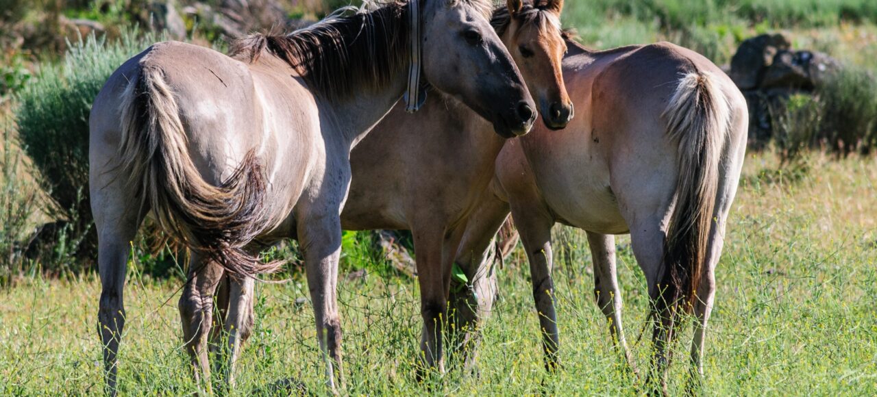 Sorraia horses
