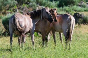 Sorraia horses