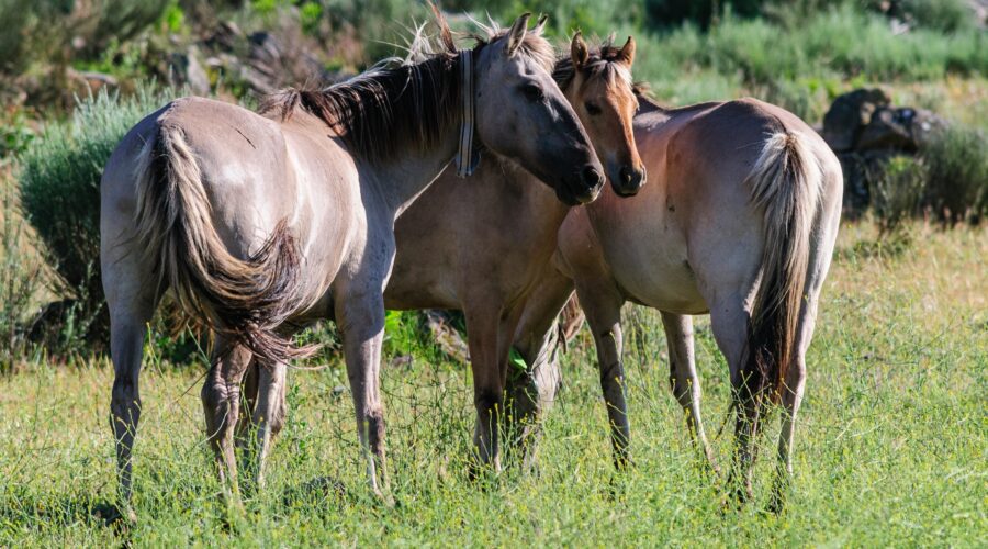 Sorraia horses