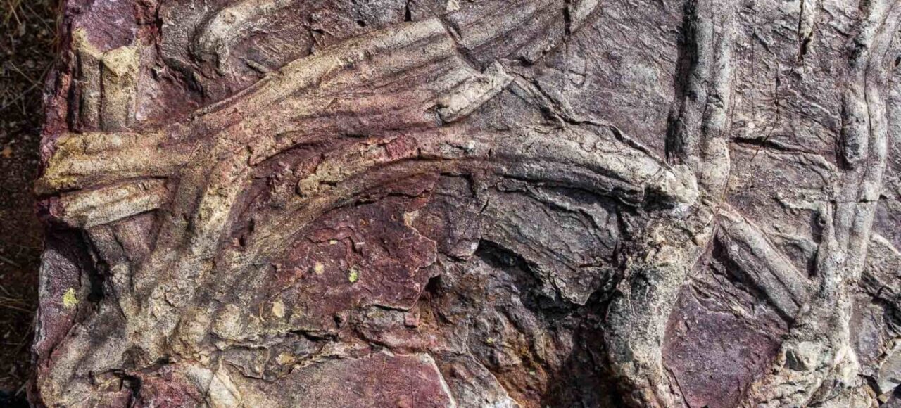 Cruziana ichnofossil. Trilobites trails.