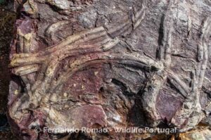 Cruziana ichnofossil. Trilobites trails.