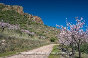 Blooming almond treesDouro Internacional