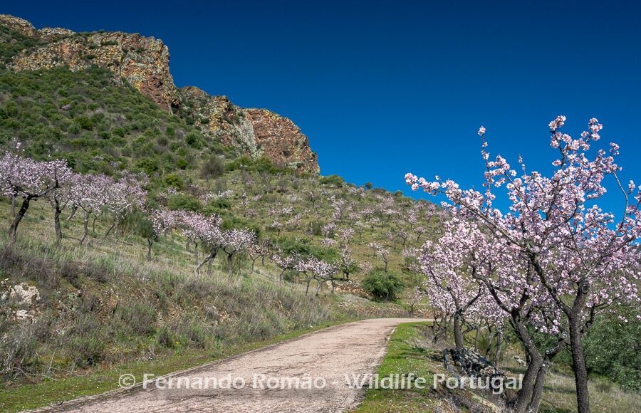 Blooming almond treesDouro Internacional