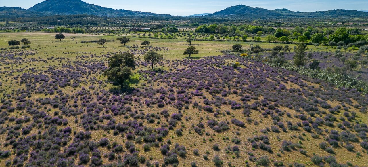 Lavender field