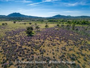 Lavender field