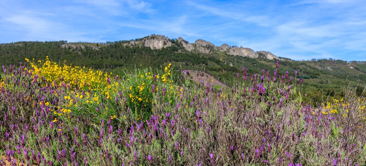 Spring landscape