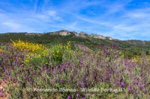 Spring landscape