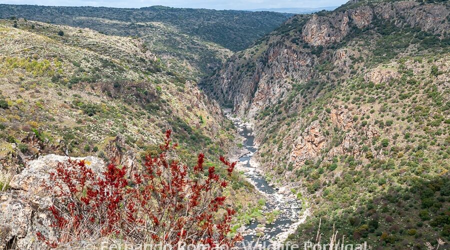 1_FMR7242 Águeda River Valley