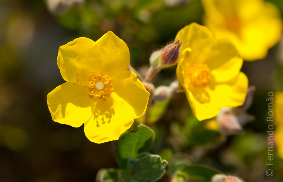 Halimium lasianthum alyssoides